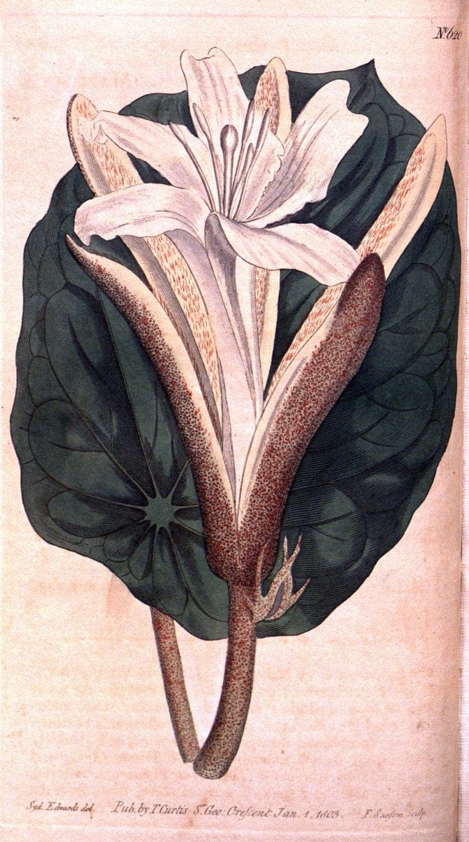 Curtis's botanical magazine. London ;New York [etc.] :Academic Press [etc.]. | Botany Periodicals "Pictorial works"  | Vintage Print Reproduction 451841