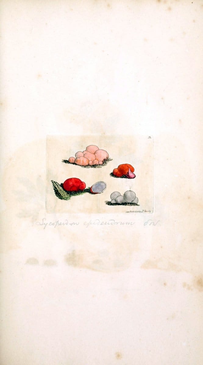 Coloured figures of English fungi or mushrooms. London,Printed by J. Davis,1797-[1809]. | England Mushrooms  | Vintage Print Reproduction 451845
