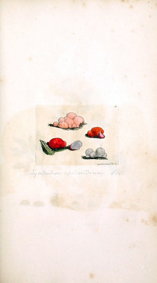 Coloured figures of English fungi or mushrooms. London,Printed by J. Davis,1797-[1809]. | England Mushrooms  | Vintage Print Reproduction 451845