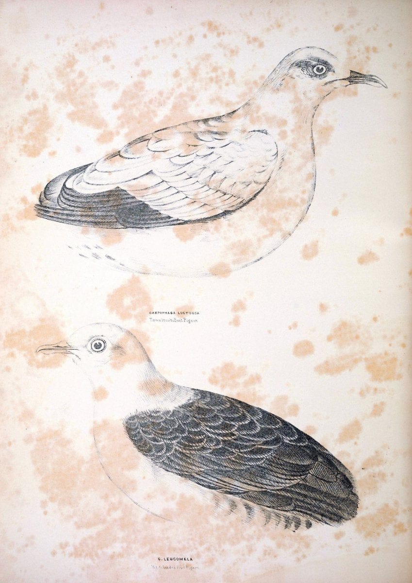Companion to Gould's Handbook; or, Synopsis of the birds of Australia. Brisbane,Thorne & Greenwell,1877.  | Australia Birds | Vintage Print Reproduction 451846