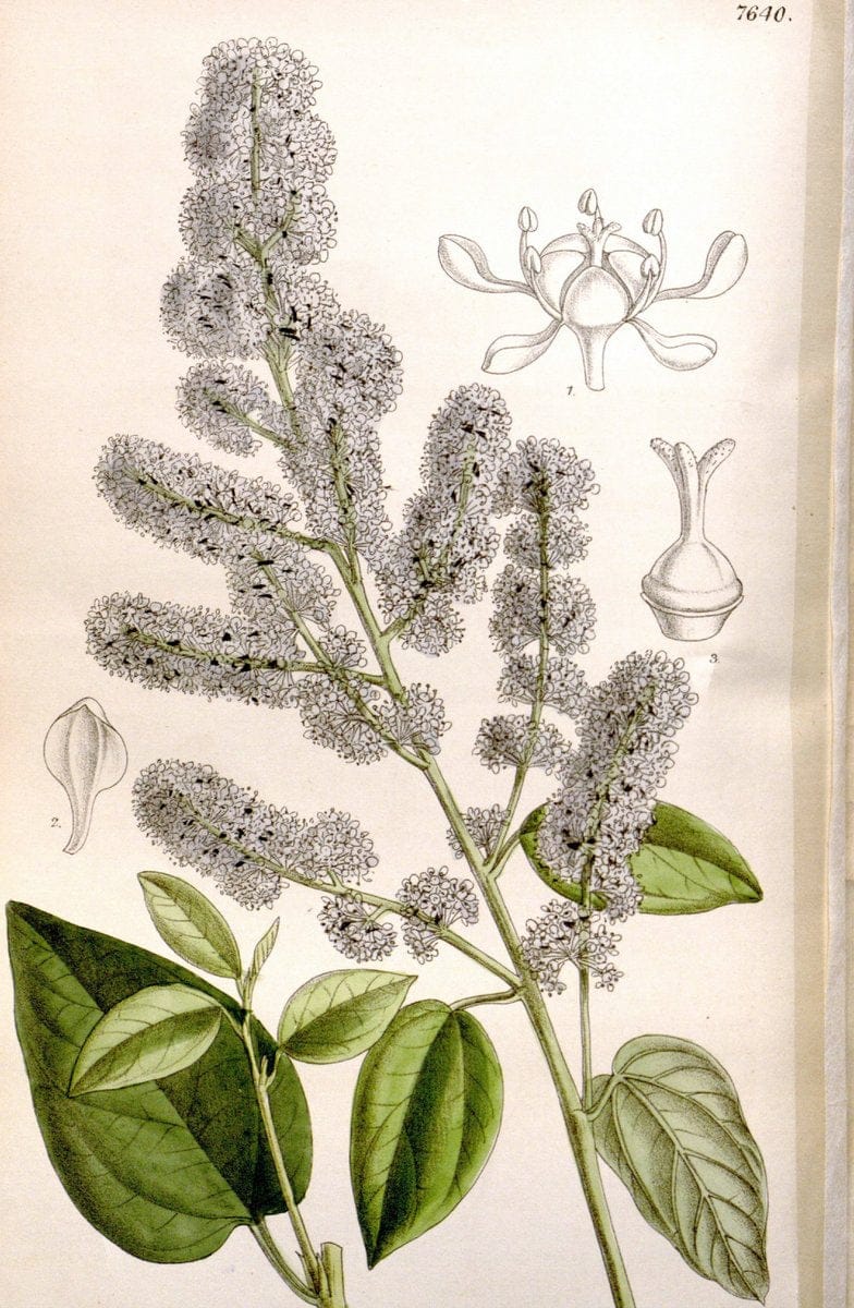 Curtis's botanical magazine. London ; New York [etc.] :Academic Press [etc.]. | "Botanical illustration" Botany Periodicals "Pictorial works" "Plants, Ornamental"  | Vintage Print Reproduction 451847