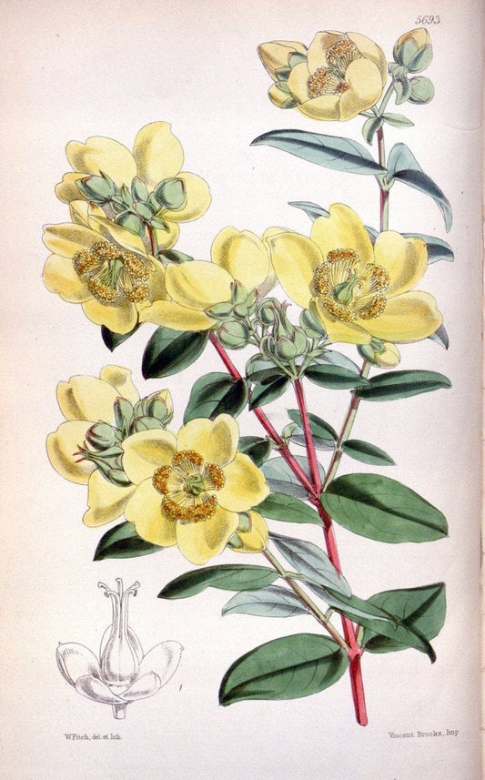 Curtis's botanical magazine. London ; New York [etc.] :Academic Press [etc.]. | "Botanical illustration" Botany Periodicals "Pictorial works" "Plants, Ornamental"  | Vintage Print Reproduction 451849