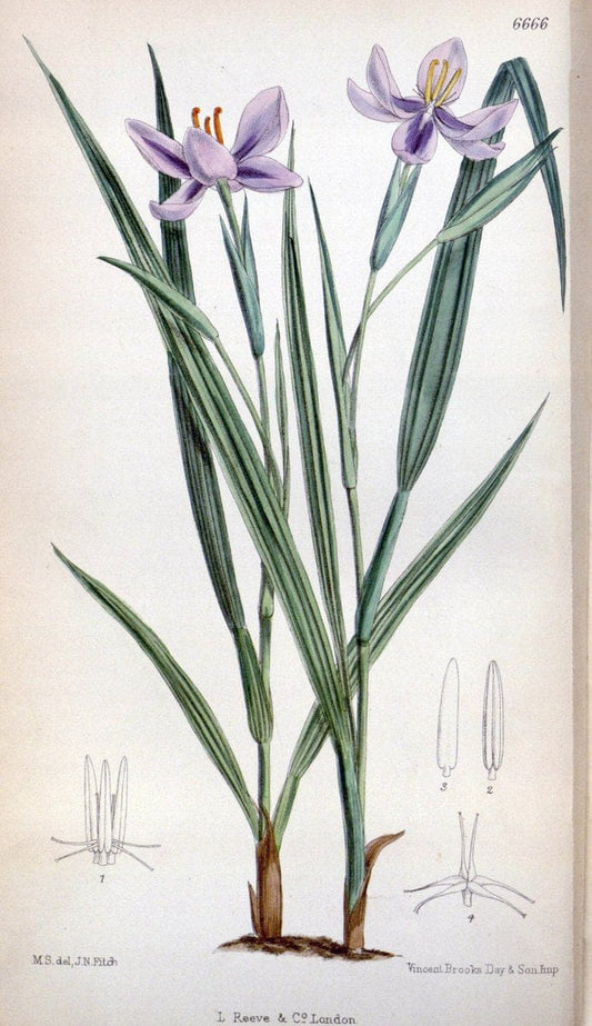 Curtis's botanical magazine. London ; New York [etc.] :Academic Press [etc.]. | "Botanical illustration" Botany Periodicals "Pictorial works" "Plants, Ornamental"  | Vintage Print Reproduction 451850