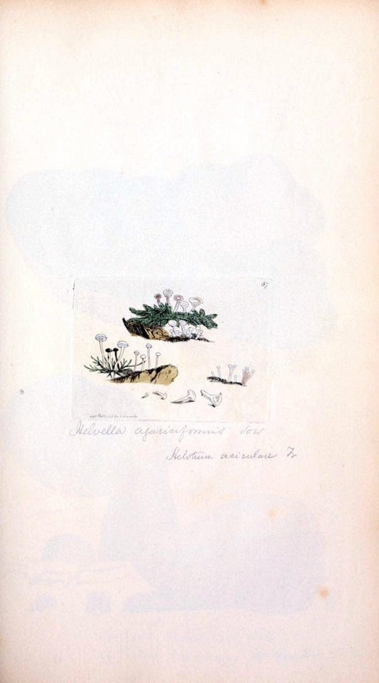 Coloured figures of English fungi or mushrooms. London,Printed by J. Davis,1797-[1809]. | England Mushrooms  | Vintage Print Reproduction 451852