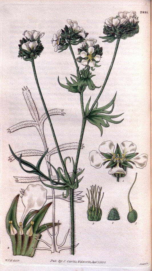 Curtis's botanical magazine. London ; New York [etc.] :Academic Press [etc.]. | "Botanical illustration" Botany Periodicals "Pictorial works" "Plants, Ornamental"  | Vintage Print Reproduction 451853