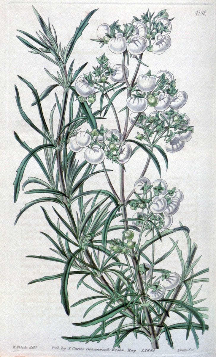 Curtis's botanical magazine. London ; New York [etc.] :Academic Press [etc.]. | "Botanical illustration" Botany Periodicals "Pictorial works" "Plants, Ornamental"  | Vintage Print Reproduction 451855