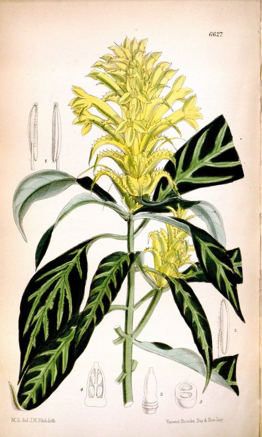 Curtis's botanical magazine. London ; New York [etc.] :Academic Press [etc.]. | "Botanical illustration" Botany Periodicals "Pictorial works" "Plants, Ornamental"  | Vintage Print Reproduction 451856
