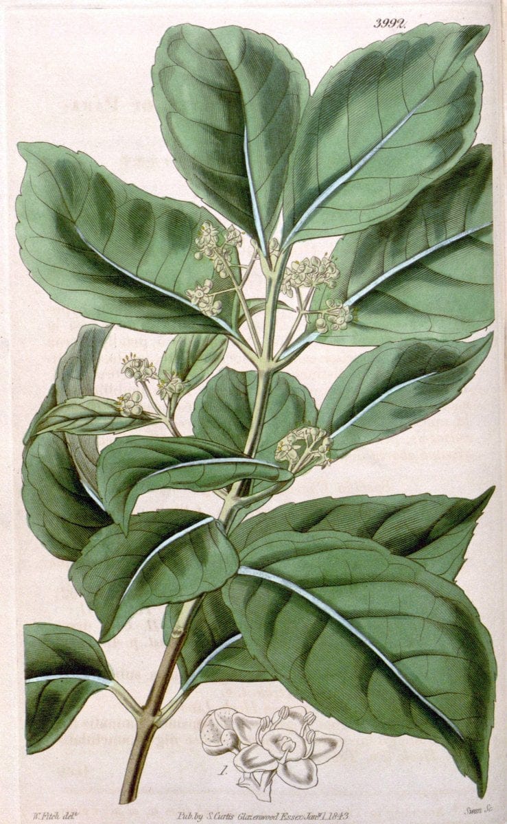 Curtis's botanical magazine. London ; New York [etc.] :Academic Press [etc.]. | "Botanical illustration" Botany Periodicals "Pictorial works" "Plants, Ornamental"  | Vintage Print Reproduction 451857