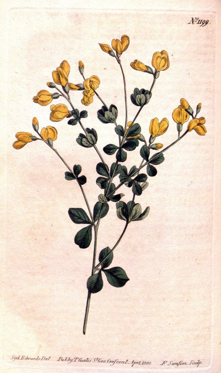 Curtis's botanical magazine. London ; New York [etc.] :Academic Press [etc.]. | "Botanical illustration" Botany Periodicals "Pictorial works" "Plants, Ornamental"  | Vintage Print Reproduction 451858