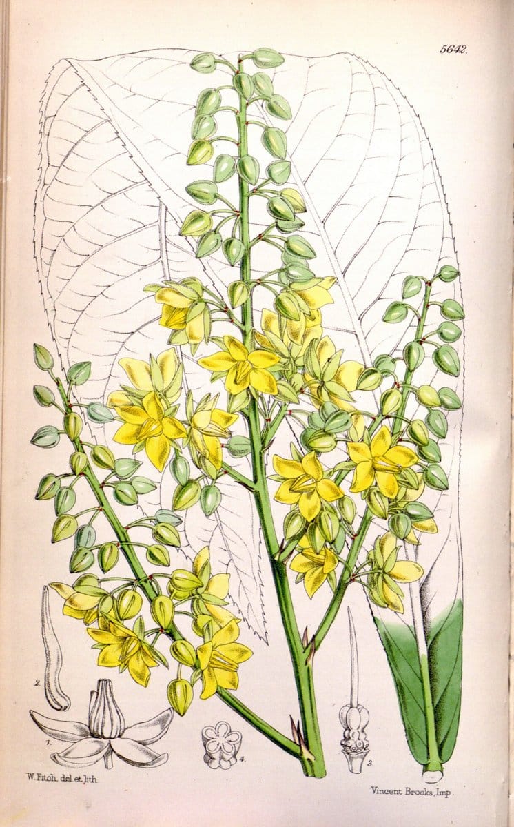 Curtis's botanical magazine. London ; New York [etc.] :Academic Press [etc.]. | "Botanical illustration" Botany Periodicals "Pictorial works" "Plants, Ornamental"  | Vintage Print Reproduction 451859