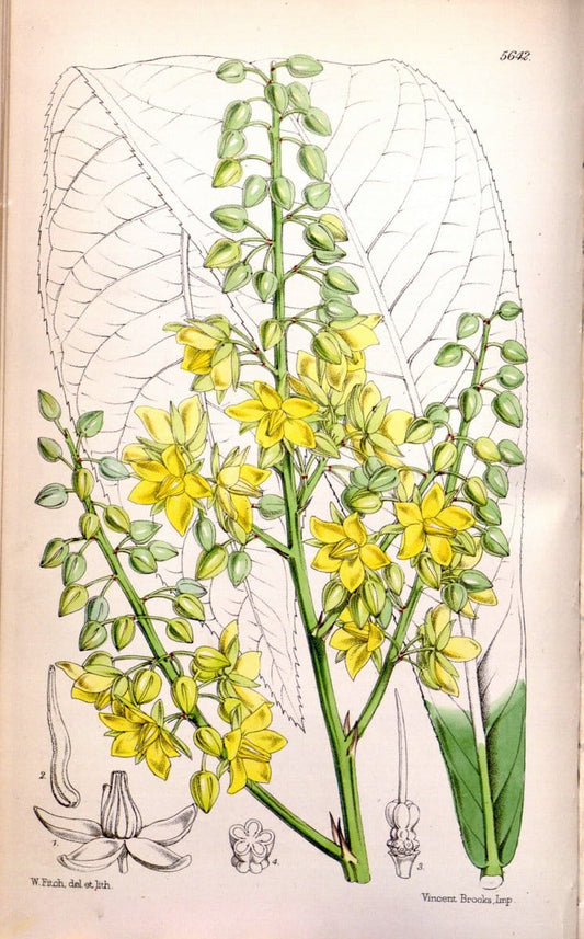 Curtis's botanical magazine. London ; New York [etc.] :Academic Press [etc.]. | "Botanical illustration" Botany Periodicals "Pictorial works" "Plants, Ornamental"  | Vintage Print Reproduction 451859