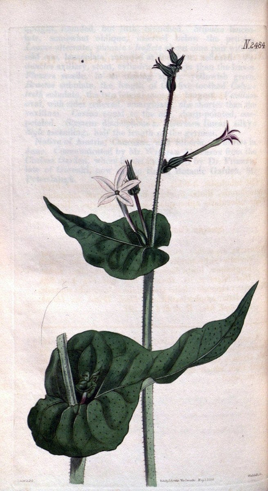 Curtis's botanical magazine. London ; New York [etc.] :Academic Press [etc.]. | "Botanical illustration" Botany Periodicals "Pictorial works" "Plants, Ornamental"  | Vintage Print Reproduction 451860