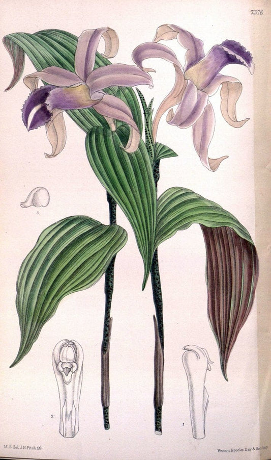 Curtis's botanical magazine. London ; New York [etc.] :Academic Press [etc.]. | "Botanical illustration" Botany Periodicals "Pictorial works" "Plants, Ornamental"  | Vintage Print Reproduction 451863