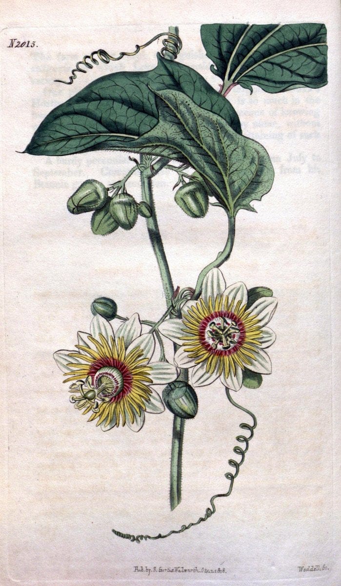 Curtis's botanical magazine. London ; New York [etc.] :Academic Press [etc.]. | "Botanical illustration" Botany Periodicals "Pictorial works" "Plants, Ornamental"  | Vintage Print Reproduction 451864