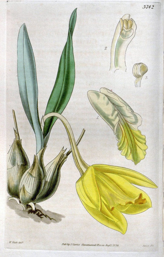 Curtis's botanical magazine..London ;New York [etc.] :Academic Press [etc.]. |  | Vintage Print Reproduction 451866