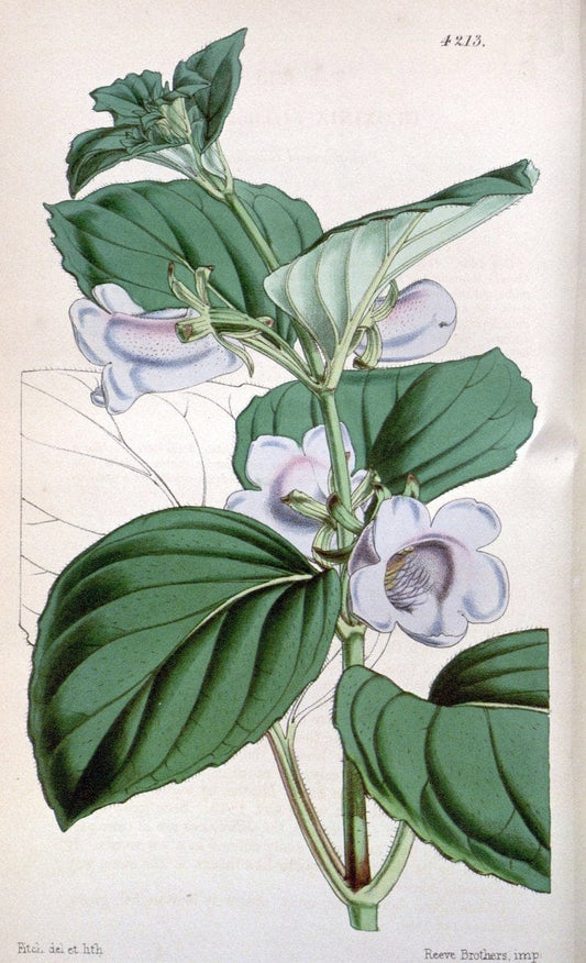 Curtis's botanical magazine. London ;New York [etc.] :Academic Press [etc.]. | Botany Periodicals "Pictorial works"  | Vintage Print Reproduction 451868