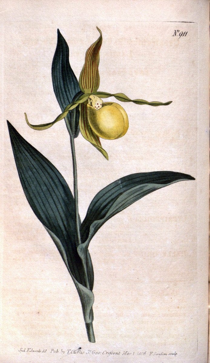 Curtis's botanical magazine. London ;New York [etc.] :Academic Press [etc.]. | Botany Periodicals "Pictorial works"  | Vintage Print Reproduction 451869