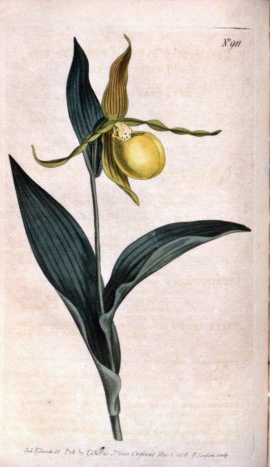 Curtis's botanical magazine. London ;New York [etc.] :Academic Press [etc.]. | Botany Periodicals "Pictorial works"  | Vintage Print Reproduction 451869