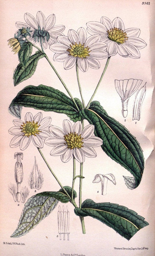 Curtis's botanical magazine. London ;New York [etc.] :Academic Press [etc.]. | Botany Periodicals "Pictorial works"  | Vintage Print Reproduction 451870