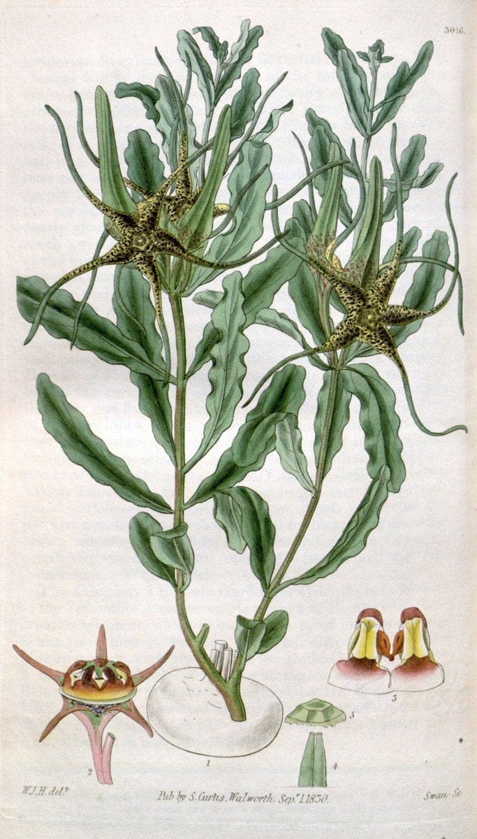 Curtis's botanical magazine. London ;New York [etc.] :Academic Press [etc.]. | Botany Periodicals "Pictorial works"  | Vintage Print Reproduction 451871