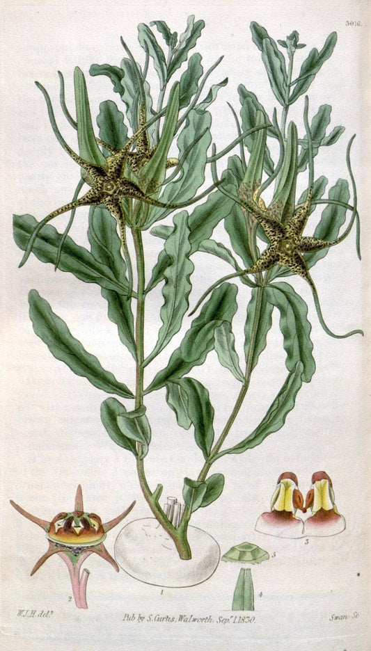 Curtis's botanical magazine. London ;New York [etc.] :Academic Press [etc.]. | Botany Periodicals "Pictorial works"  | Vintage Print Reproduction 451871