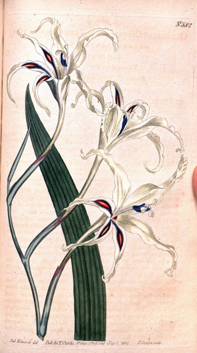 Curtis's botanical magazine. London ;New York [etc.] :Academic Press [etc.]. | Botany Periodicals "Pictorial works"  | Vintage Print Reproduction 451872