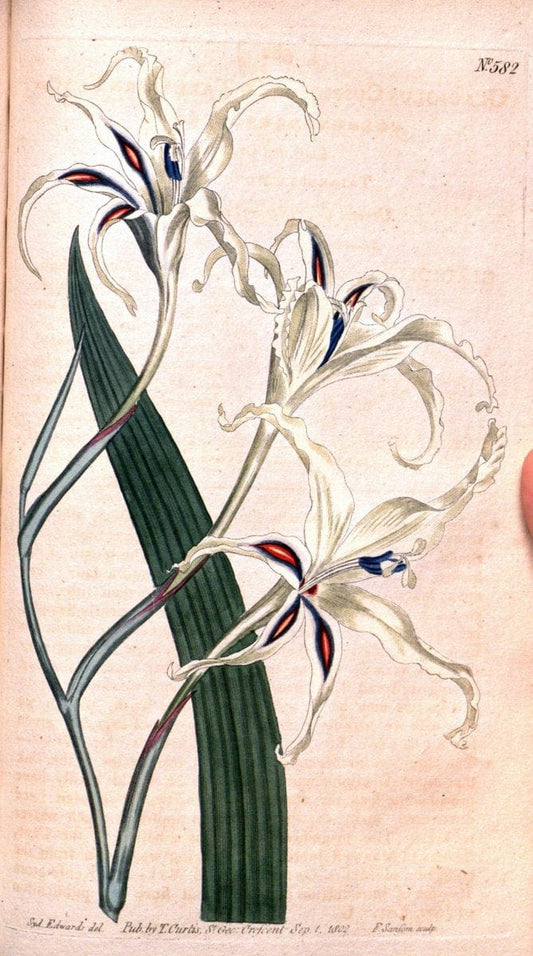 Curtis's botanical magazine. London ;New York [etc.] :Academic Press [etc.]. | Botany Periodicals "Pictorial works"  | Vintage Print Reproduction 451872