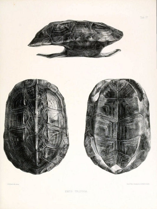 Catalogue of shield reptiles in the collection of the British Museum /.London :Printed by order of the Trustees,1855-1872.  | Vintage Print Reproduction 451873