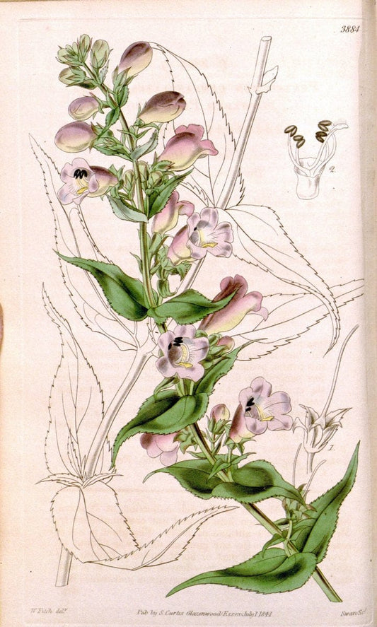 Curtis's botanical magazine. London ; New York [etc.] :Academic Press [etc.]. | "Botanical illustration" Botany Periodicals "Pictorial works" "Plants, Ornamental"  | Vintage Print Reproduction 451875