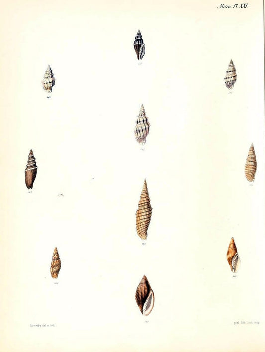Conchologia iconica, or, Illustrations of the shells of molluscous animals /.London :Reeve, Brothers,1843-1878.  | Mollusks "Pictorial works" Shells | Vintage Print Reproduction 451876