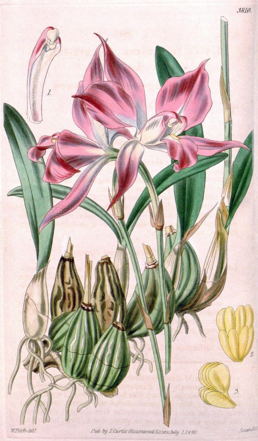 Curtis's botanical magazine. London ; New York [etc.] :Academic Press [etc.]. | "Botanical illustration" Botany Periodicals "Pictorial works" "Plants, Ornamental"  | Vintage Print Reproduction 451877