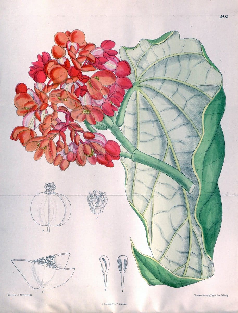Dragable Image