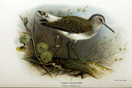 Coloured figures of the birds of the British Islands / issued by Lord Lilford. London :R | Birds "Great Britain" "Pictorial works"  | Vintage Print Reproduction 451879