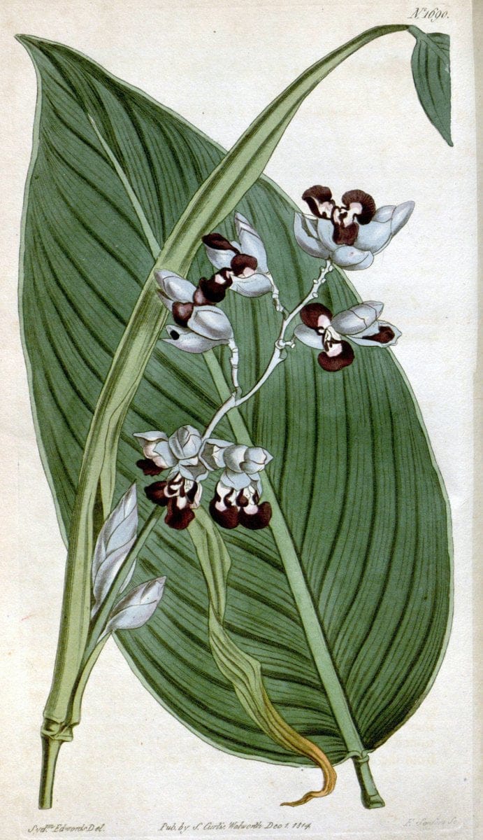 Curtis's botanical magazine. London ; New York [etc.] :Academic Press [etc.]. | "Botanical illustration" Botany Periodicals "Pictorial works" "Plants, Ornamental"  | Vintage Print Reproduction 451881