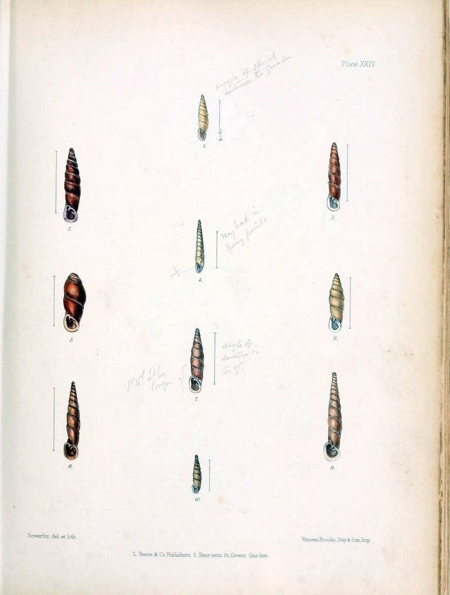 Conchologia indica,.London,1870-1876.  | India Mollusks Shells  | Vintage Print Reproduction 451883