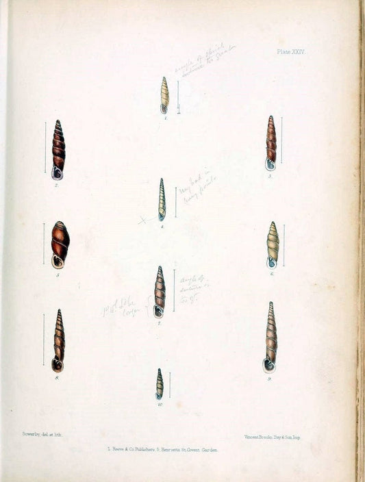 Conchologia indica,.London,1870-1876.  | India Mollusks Shells  | Vintage Print Reproduction 451883