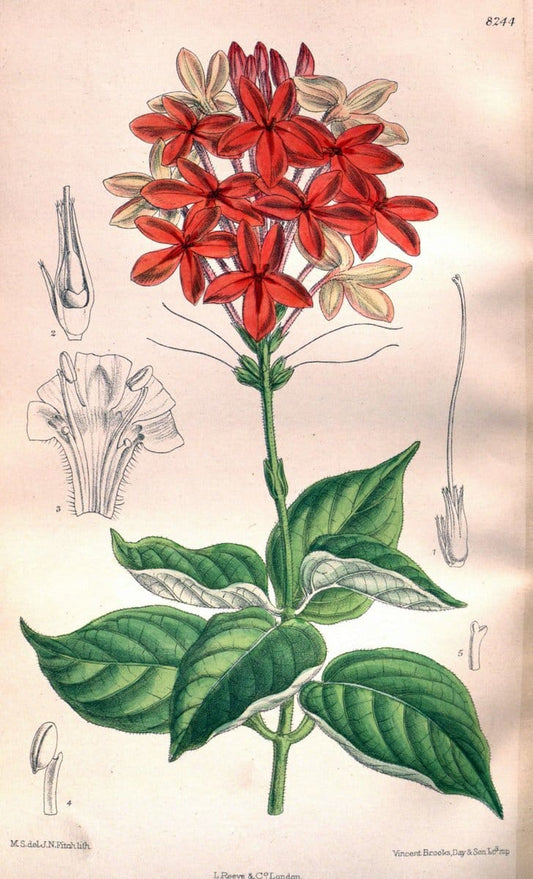 Curtis's botanical magazine. London ; New York [etc.] :Academic Press [etc.]. | "Botanical illustration" Botany Periodicals "Pictorial works" "Plants, Ornamental"  | Vintage Print Reproduction 451884