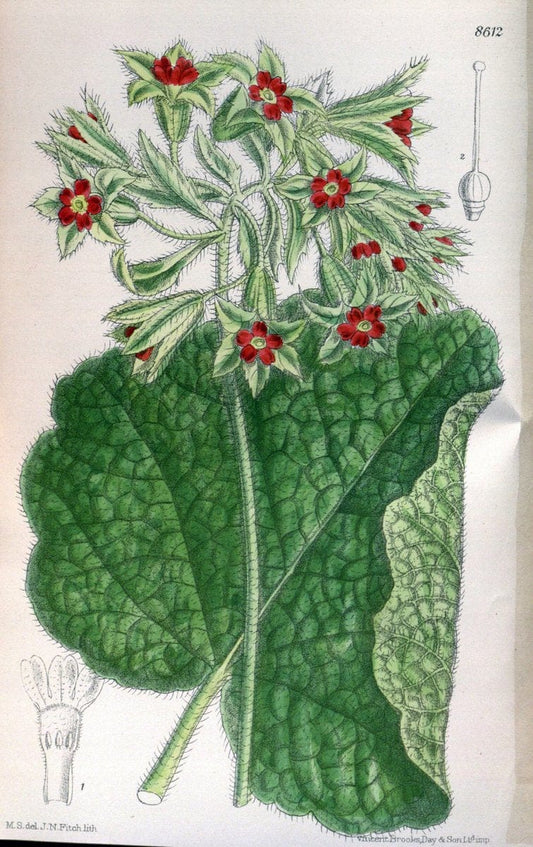 Curtis's botanical magazine. London ; New York [etc.] :Academic Press [etc.]. | "Botanical illustration" Botany Periodicals "Pictorial works" "Plants, Ornamental"  | Vintage Print Reproduction 451885