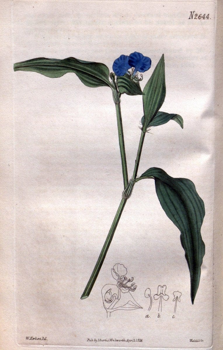 Curtis's botanical magazine. London ; New York [etc.] :Academic Press [etc.]. | "Botanical illustration" Botany Periodicals "Pictorial works" "Plants, Ornamental"  | Vintage Print Reproduction 451886