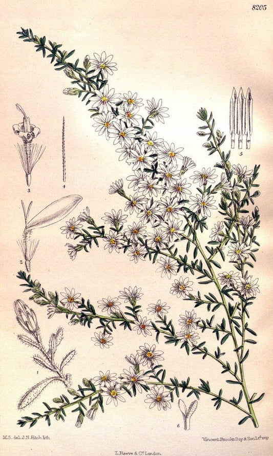 Curtis's botanical magazine. London ; New York [etc.] :Academic Press [etc.]. | "Botanical illustration" Botany Periodicals "Pictorial works" "Plants, Ornamental"  | Vintage Print Reproduction 451887