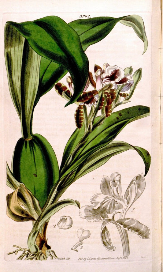 Curtis's botanical magazine. London ; New York [etc.] :Academic Press [etc.]. | "Botanical illustration" Botany Periodicals "Pictorial works" "Plants, Ornamental"  | Vintage Print Reproduction 451890