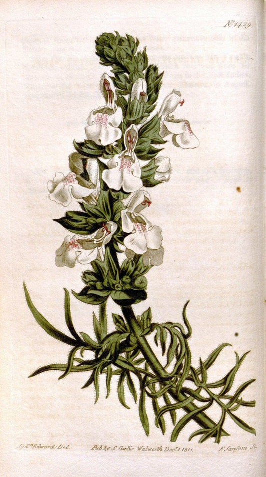 Curtis's botanical magazine..London ;New York [etc.] :Academic Press [etc.]. |  | Vintage Print Reproduction 451891