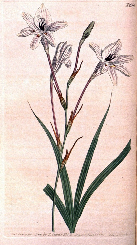 Curtis's botanical magazine. London ;New York [etc.] :Academic Press [etc.]. | Botany Periodicals "Pictorial works"  | Vintage Print Reproduction 451892