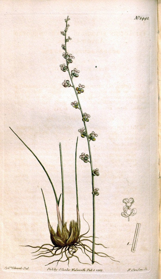 Curtis's botanical magazine. London ;New York [etc.] :Academic Press [etc.]. | Botany Periodicals "Pictorial works"  | Vintage Print Reproduction 451893