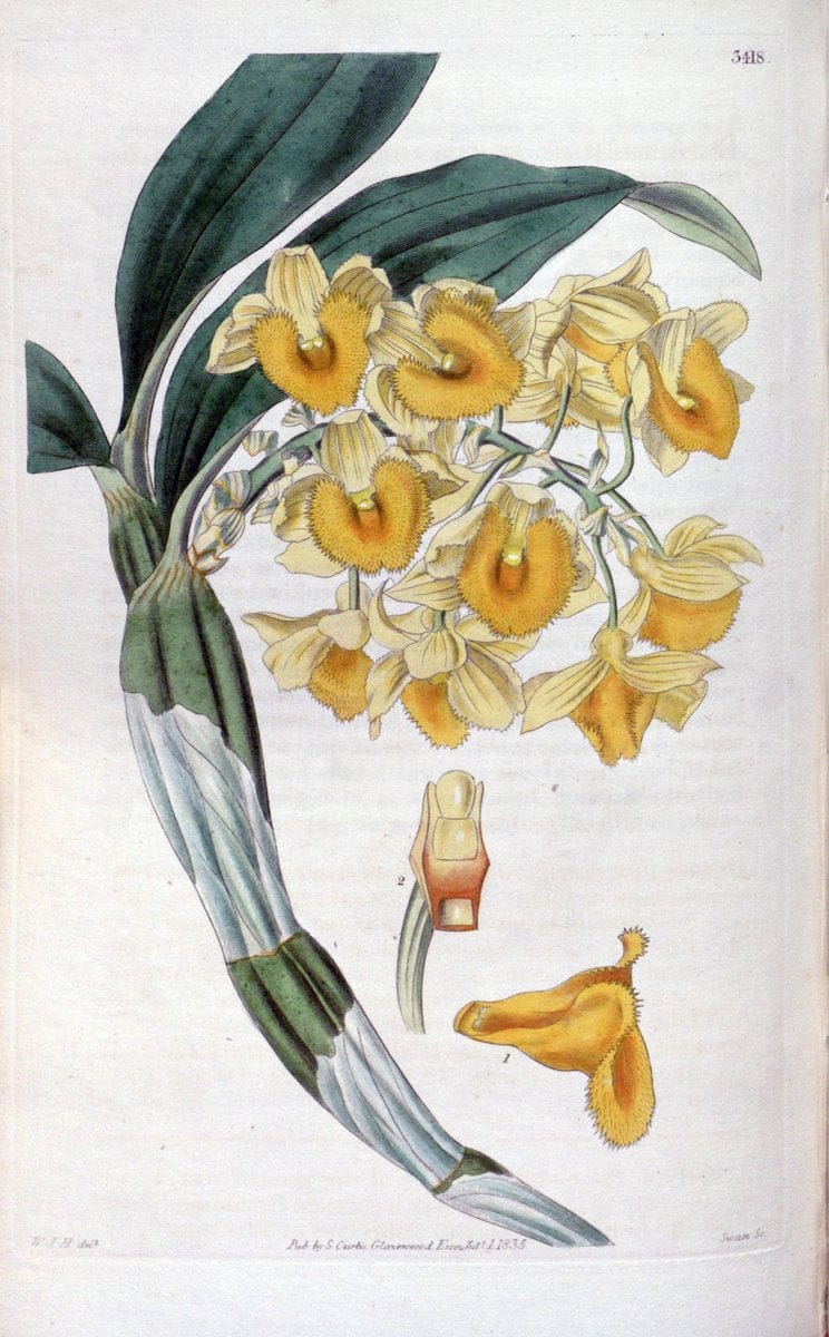 Curtis's botanical magazine. London ;New York [etc.] :Academic Press [etc.]. | Botany Periodicals "Pictorial works"  | Vintage Print Reproduction 451894