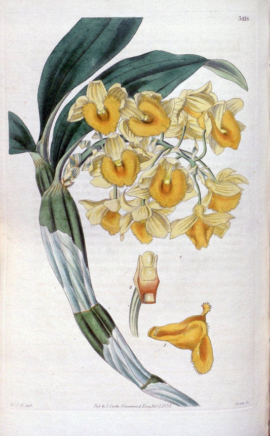 Curtis's botanical magazine. London ;New York [etc.] :Academic Press [etc.]. | Botany Periodicals "Pictorial works"  | Vintage Print Reproduction 451894