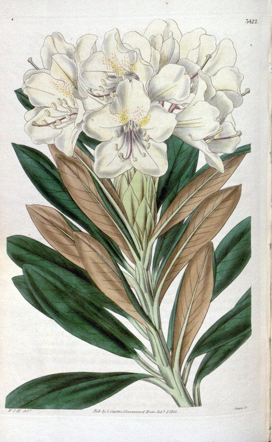 Curtis's botanical magazine. London ;New York [etc.] :Academic Press [etc.]. | Botany Periodicals "Pictorial works"  | Vintage Print Reproduction 451895
