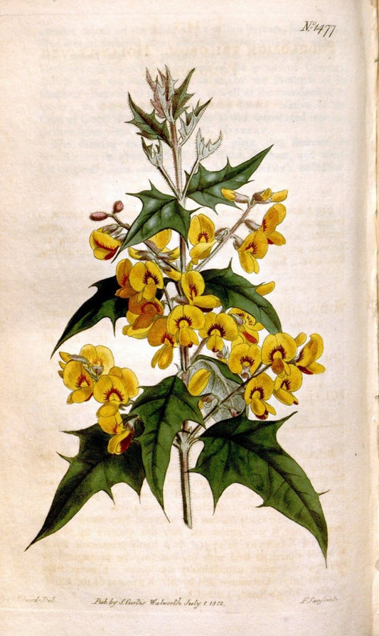 Curtis's botanical magazine. London ;New York [etc.] :Academic Press [etc.]. | Botany Periodicals "Pictorial works"  | Vintage Print Reproduction 451896