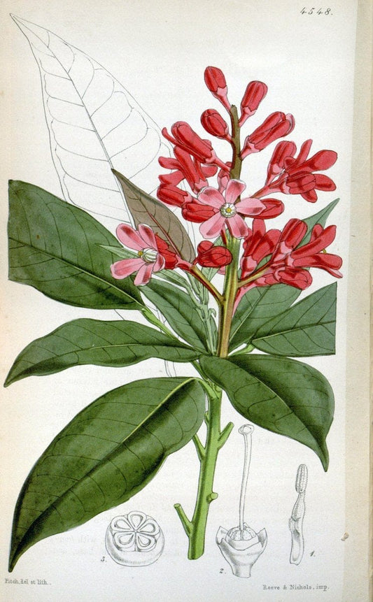 Curtis's botanical magazine. London ;New York [etc.] :Academic Press [etc.]. | Botany Periodicals "Pictorial works"  | Vintage Print Reproduction 451897