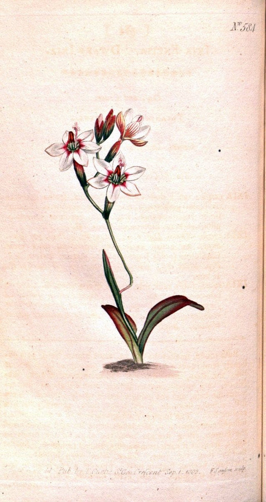 Curtis's botanical magazine. London ;New York [etc.] :Academic Press [etc.]. | Botany Periodicals "Pictorial works"  | Vintage Print Reproduction 451898